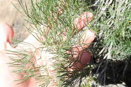 Image of Asparagus subulatus Thunb.