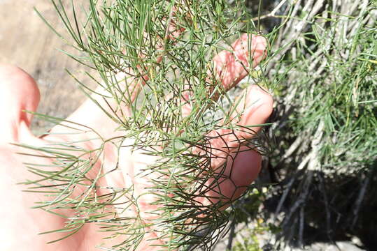 Image of Asparagus subulatus Thunb.