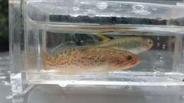 Image of Purple-spotted gudgeon