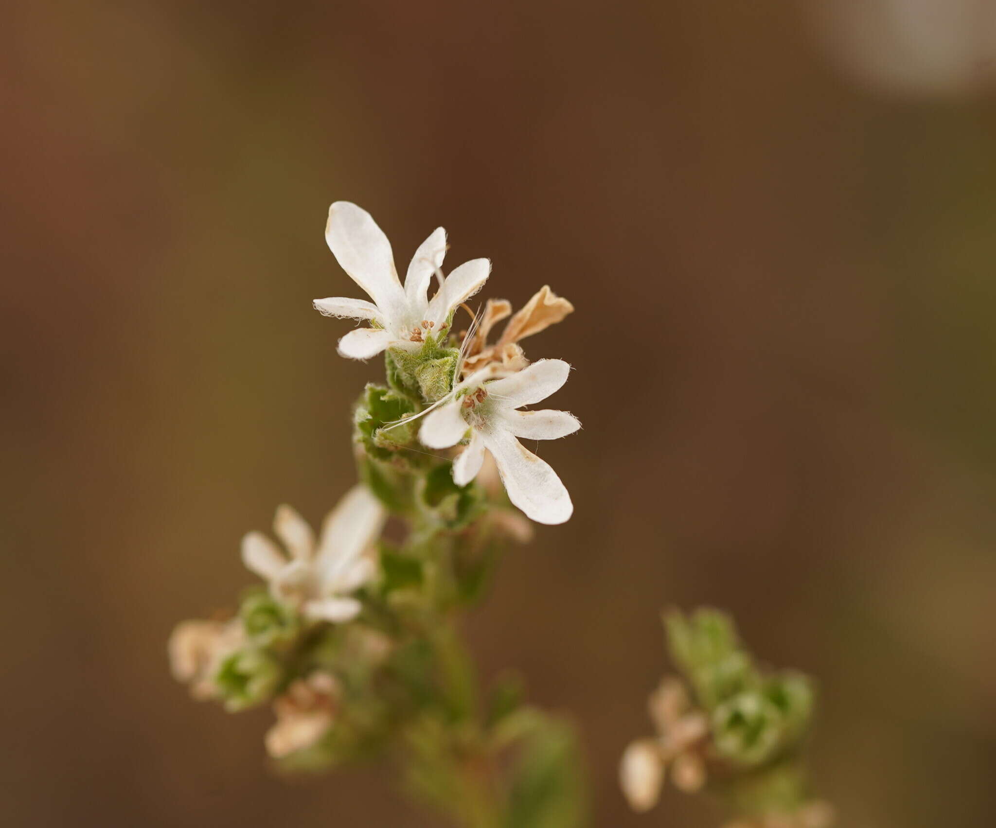 Image of Teucrium sessiliflorum Benth.