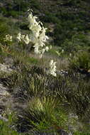 Image of San Angelo yucca