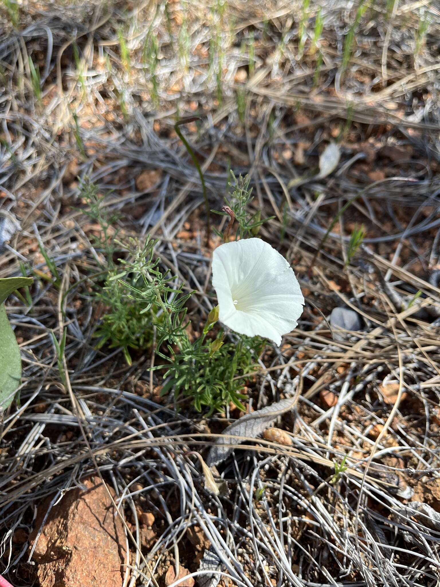 Image of Stebbins' false bindweed