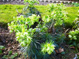 Image of Stinking Hellebore