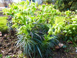 Image of Stinking Hellebore