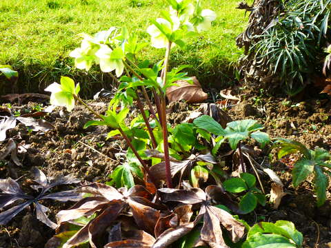 Image of lenten-rose