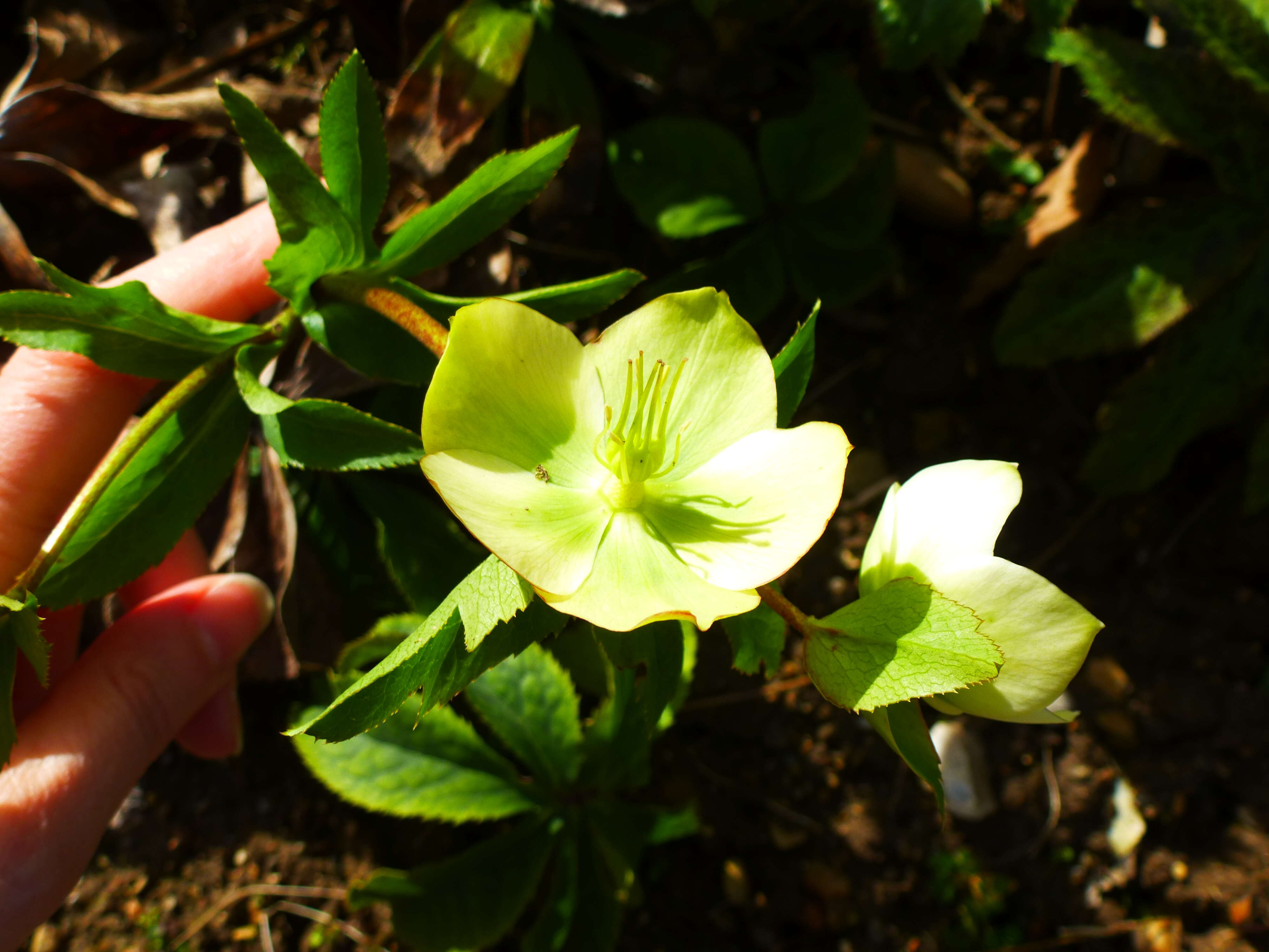 Image of lenten-rose