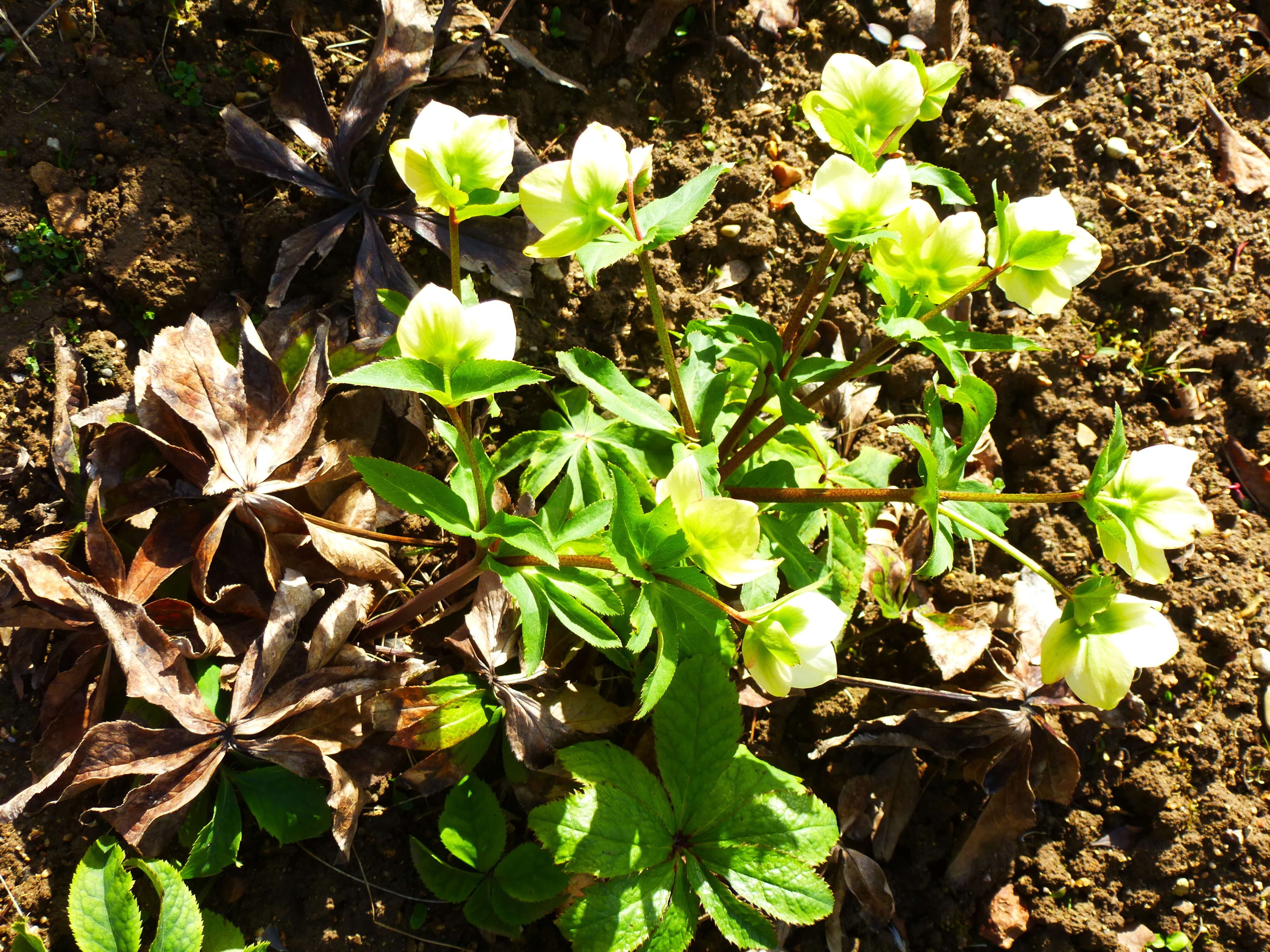 Image of lenten-rose