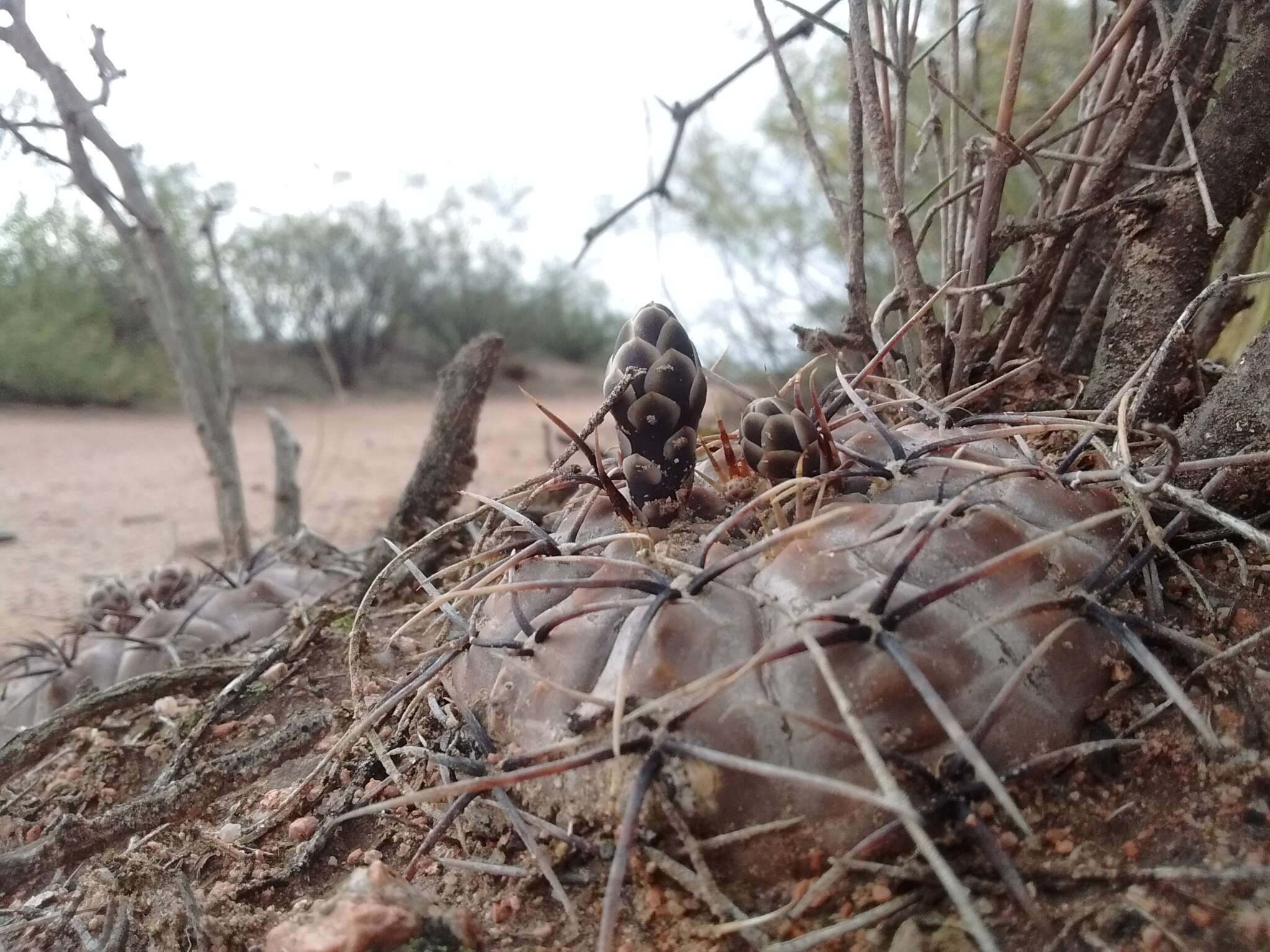 Image of Gymnocalycium striglianum Jeggle & H. Till