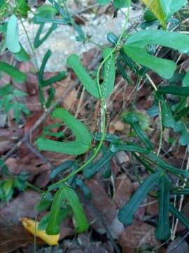 Image of twolobe passionflower