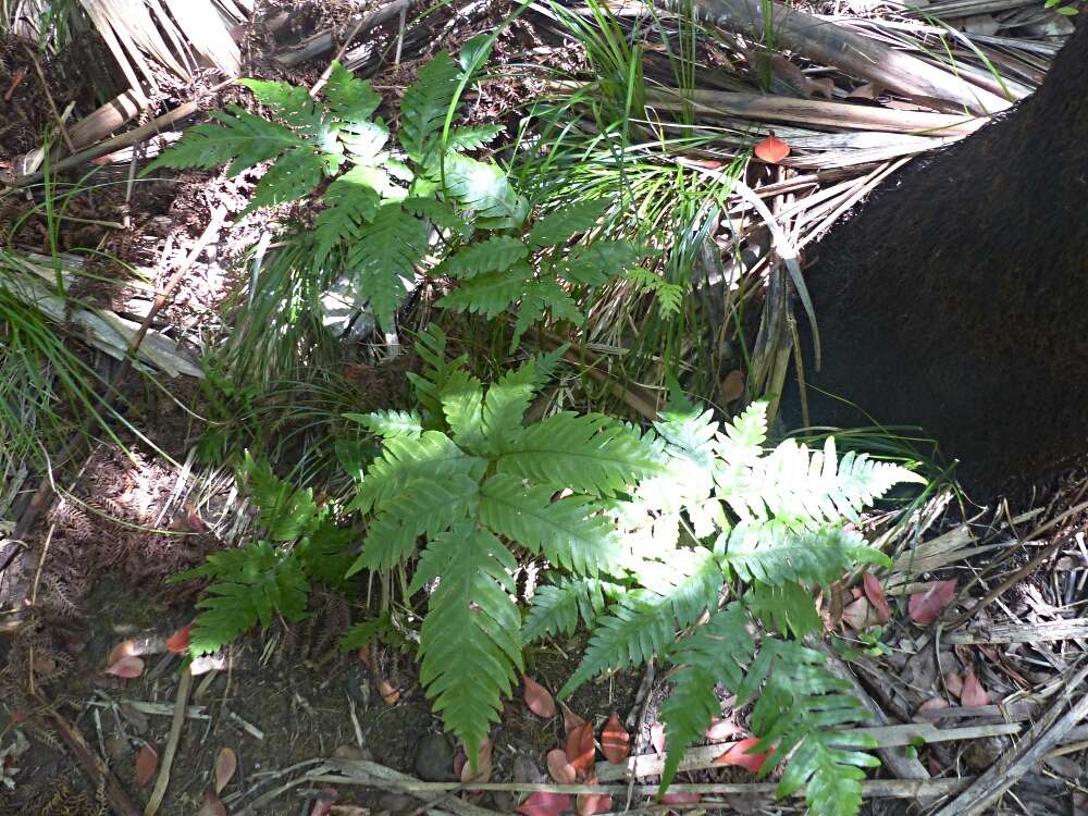 Image of Pteris microptera Mett. ex Kuhn