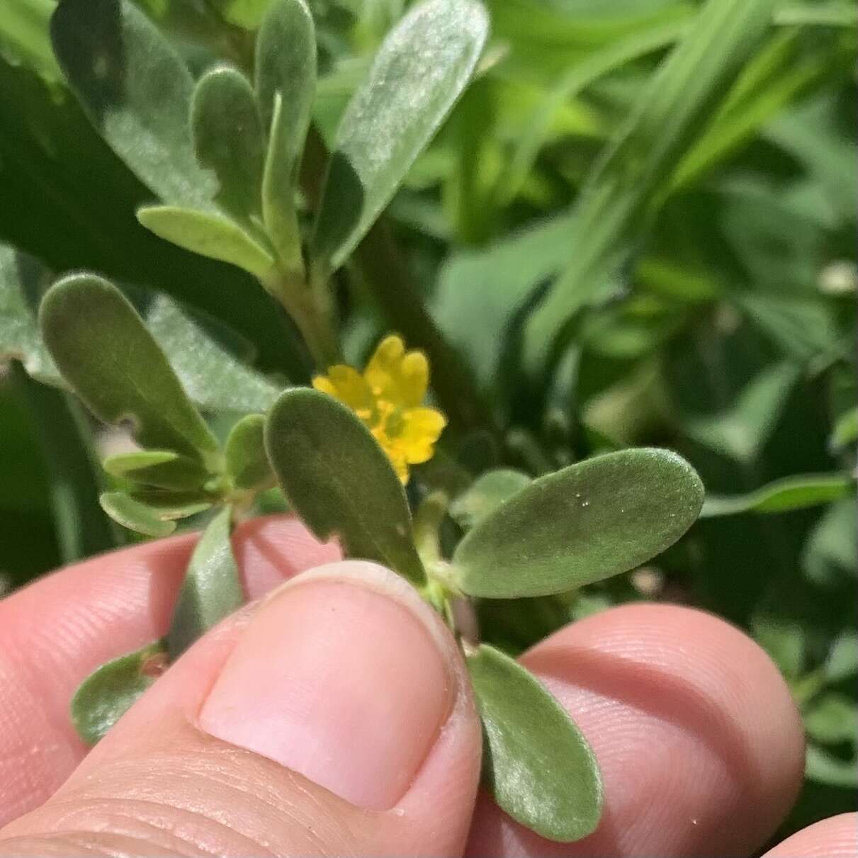 Image of Portulaca oleracea var. oleracea