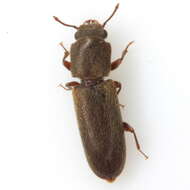 Image of Powderpost beetle