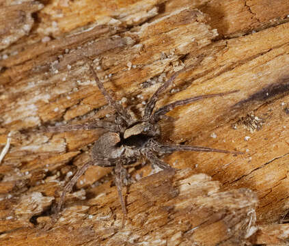 Image of Burnt wolf spider