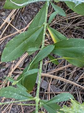 Image de Silene laciniata subsp. greggii (Gray) C. L. Hitchc. & Maguire