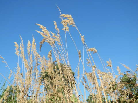 Imagem de Calamagrostis epigejos (L.) Roth