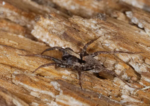 Image of Burnt wolf spider