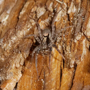 Image of Burnt wolf spider