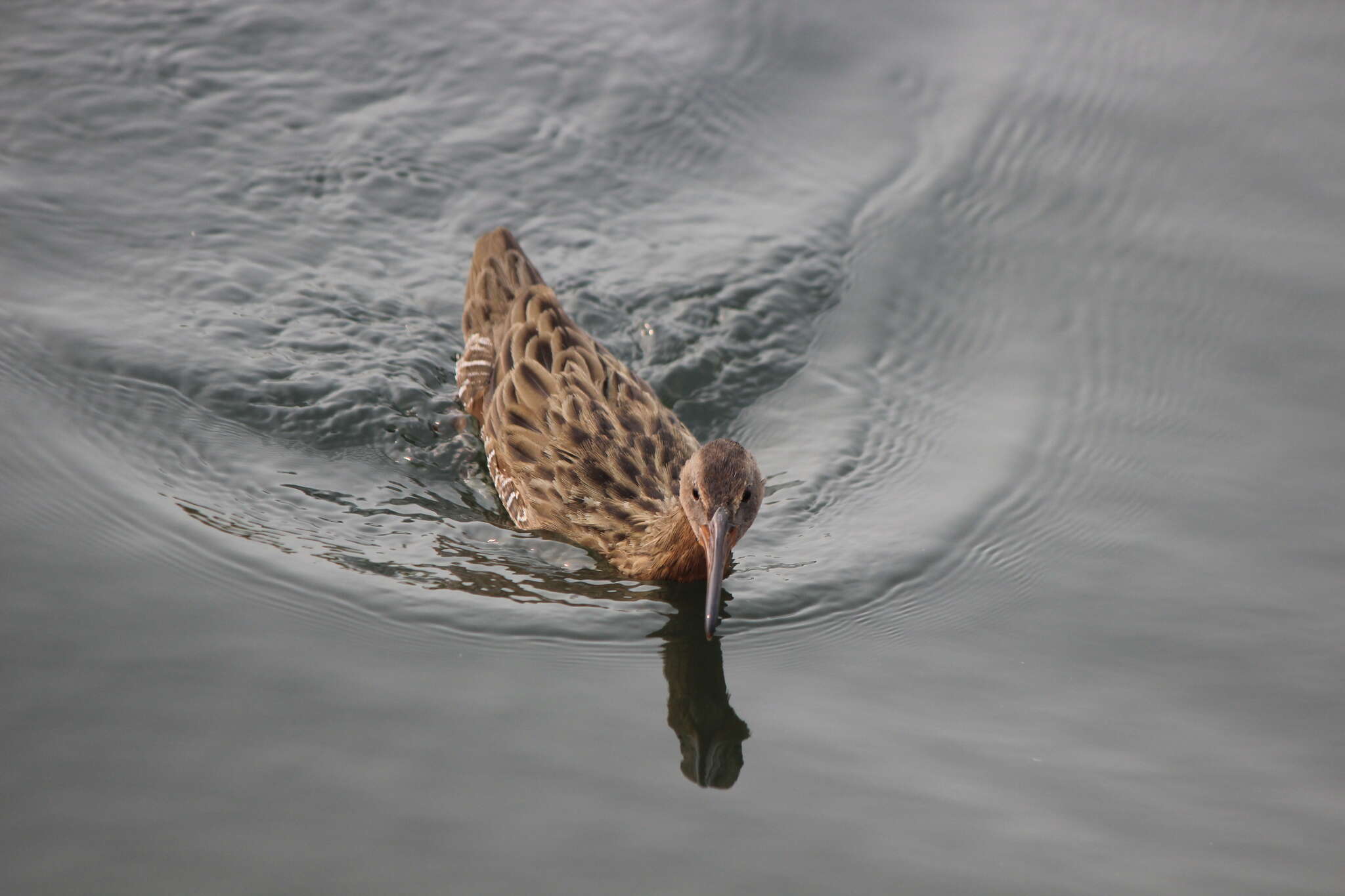 Image of Rallus obsoletus levipes Bangs 1899