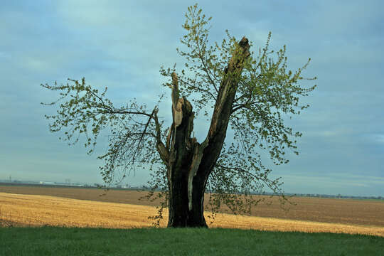 Imagem de Acer saccharinum L.