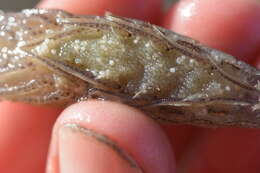 Image of California bay shrimp