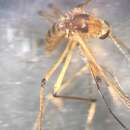 Image of <i>Aedes fulvus pallens</i> Ross