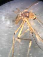 Imagem de <i>Aedes fulvus pallens</i> Ross