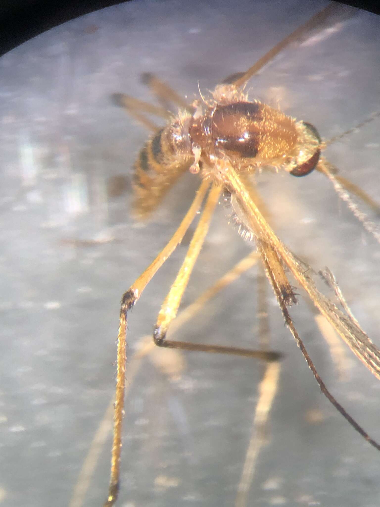 Image de <i>Aedes fulvus pallens</i> Ross