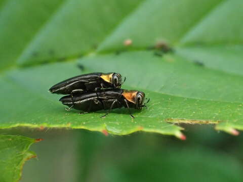 Imagem de Agrilus ruficollis (Fabricius 1787)