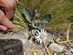 Trichocline cineraria (D. Don) Hook. & Arn. resmi