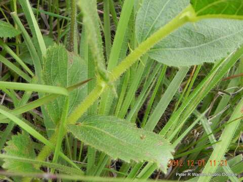 Image of Acalypha punctata Meisn. ex C. Krauss