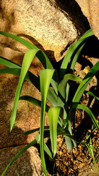 Image of Albuca comosa (Welw. ex Baker) J. C. Manning & Goldblatt