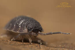 Image of common rough woodlouse