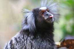 Image of Common Marmoset