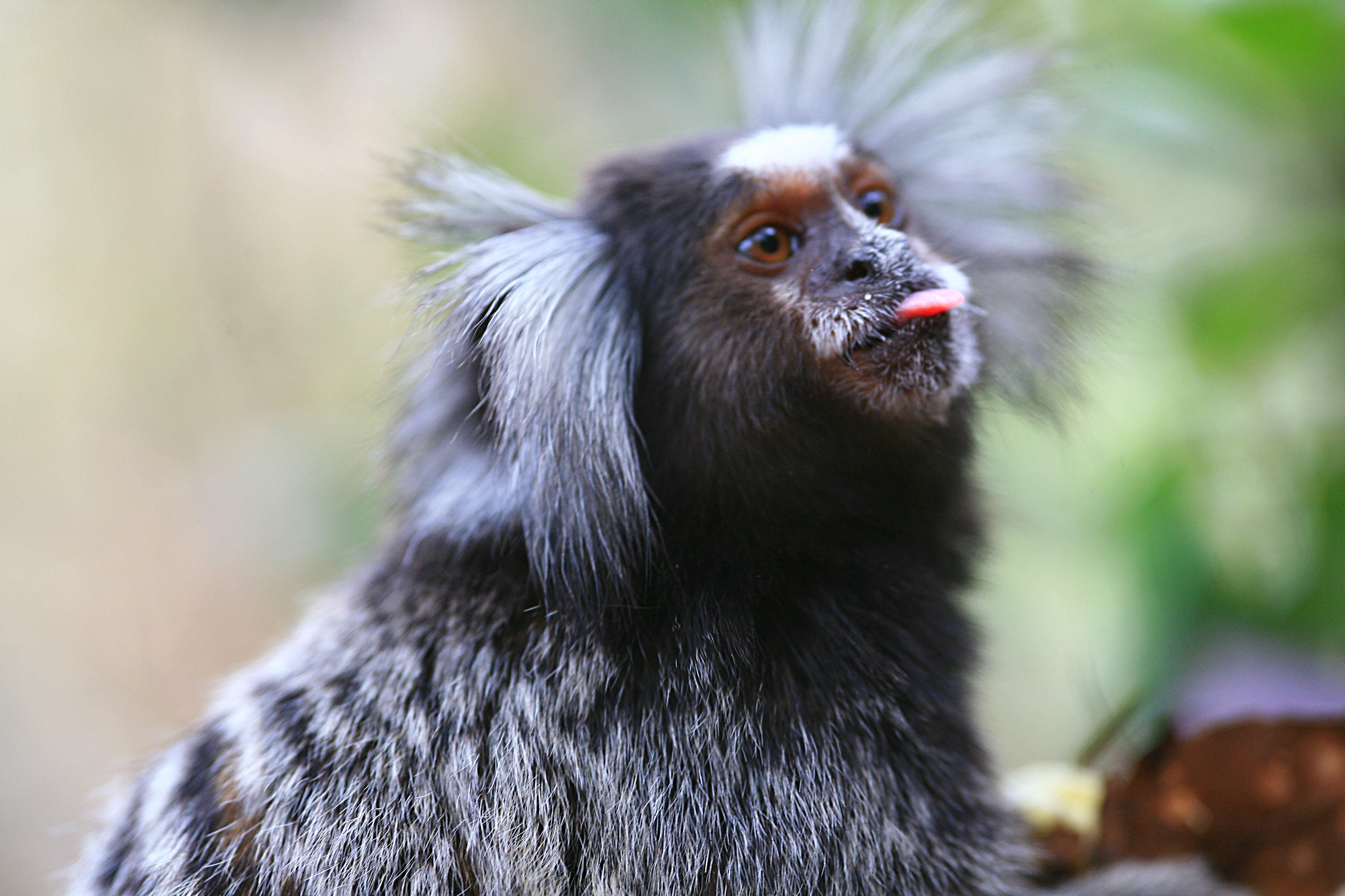 Image of Common Marmoset