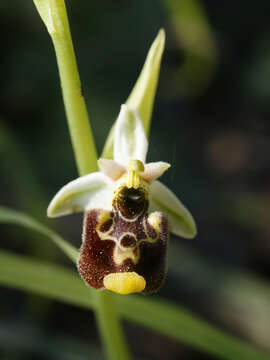 Image of ophrys