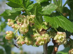 Image of European gooseberry