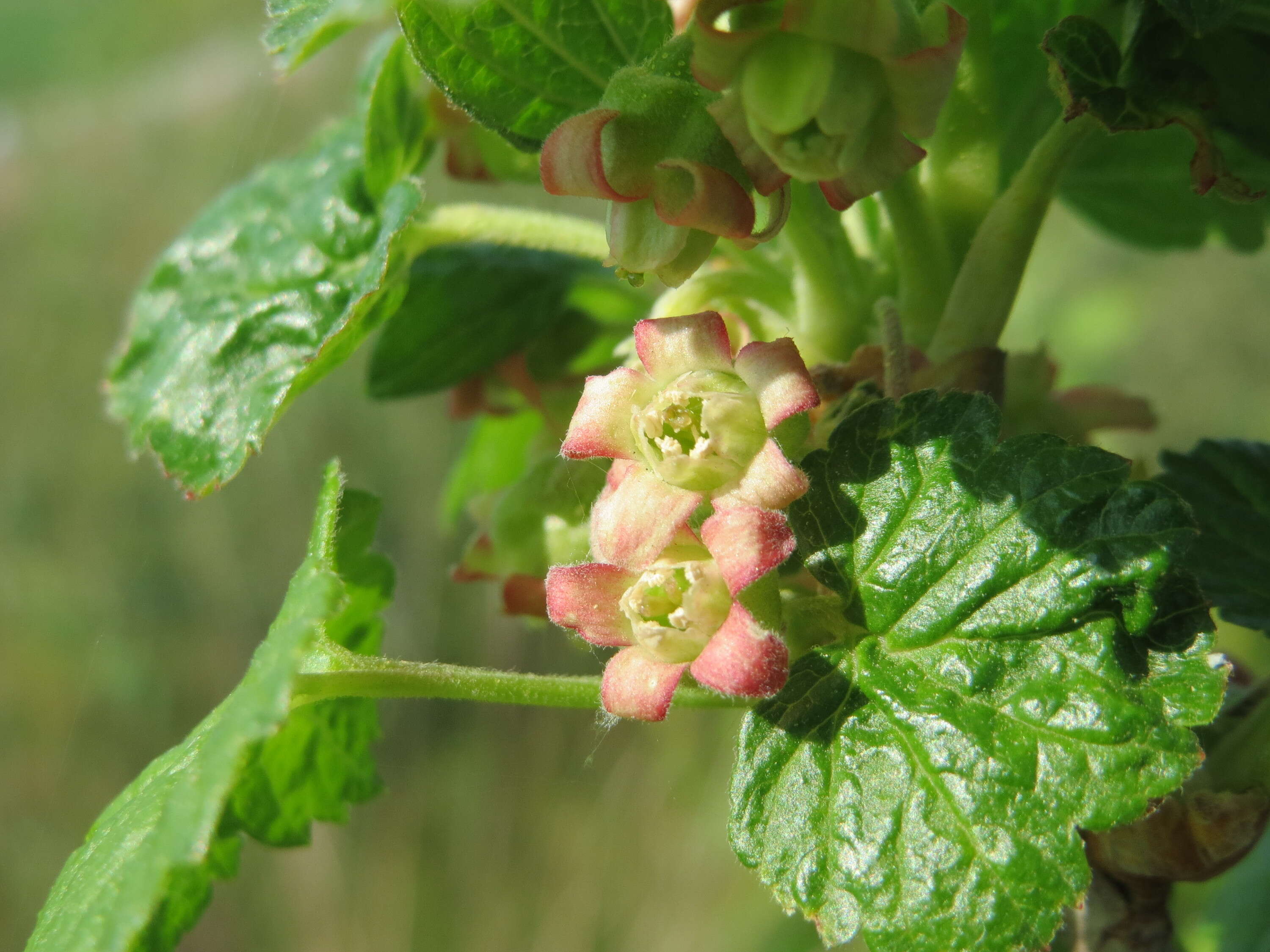 Image of European gooseberry