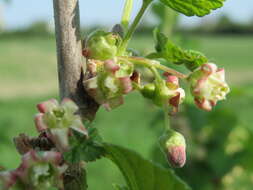 Image of European gooseberry