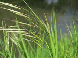 Imagem de Bromus sterilis L.