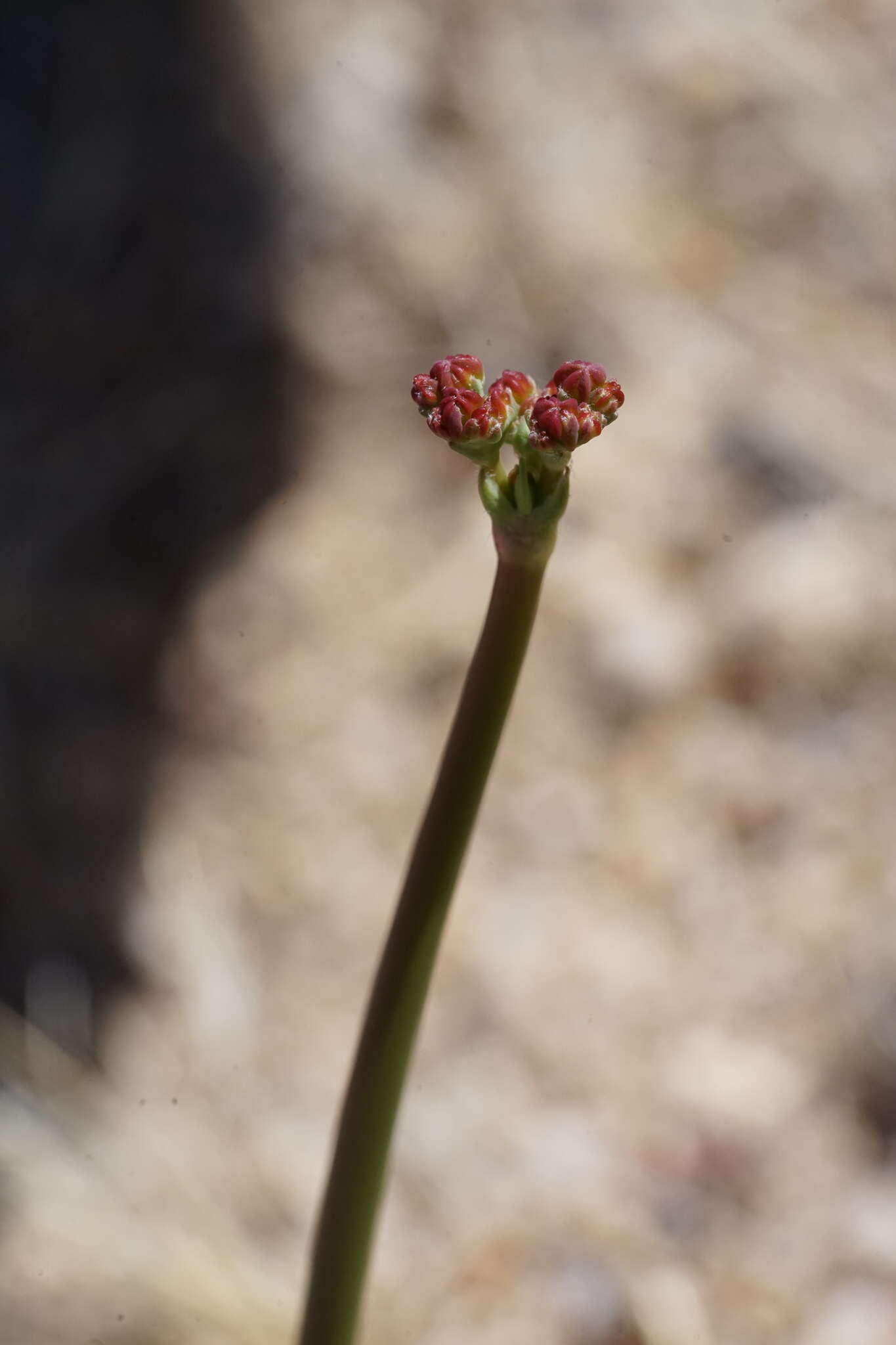 Imagem de Eriogonum nudum var. westonii (S. Stokes) J. T. Howell