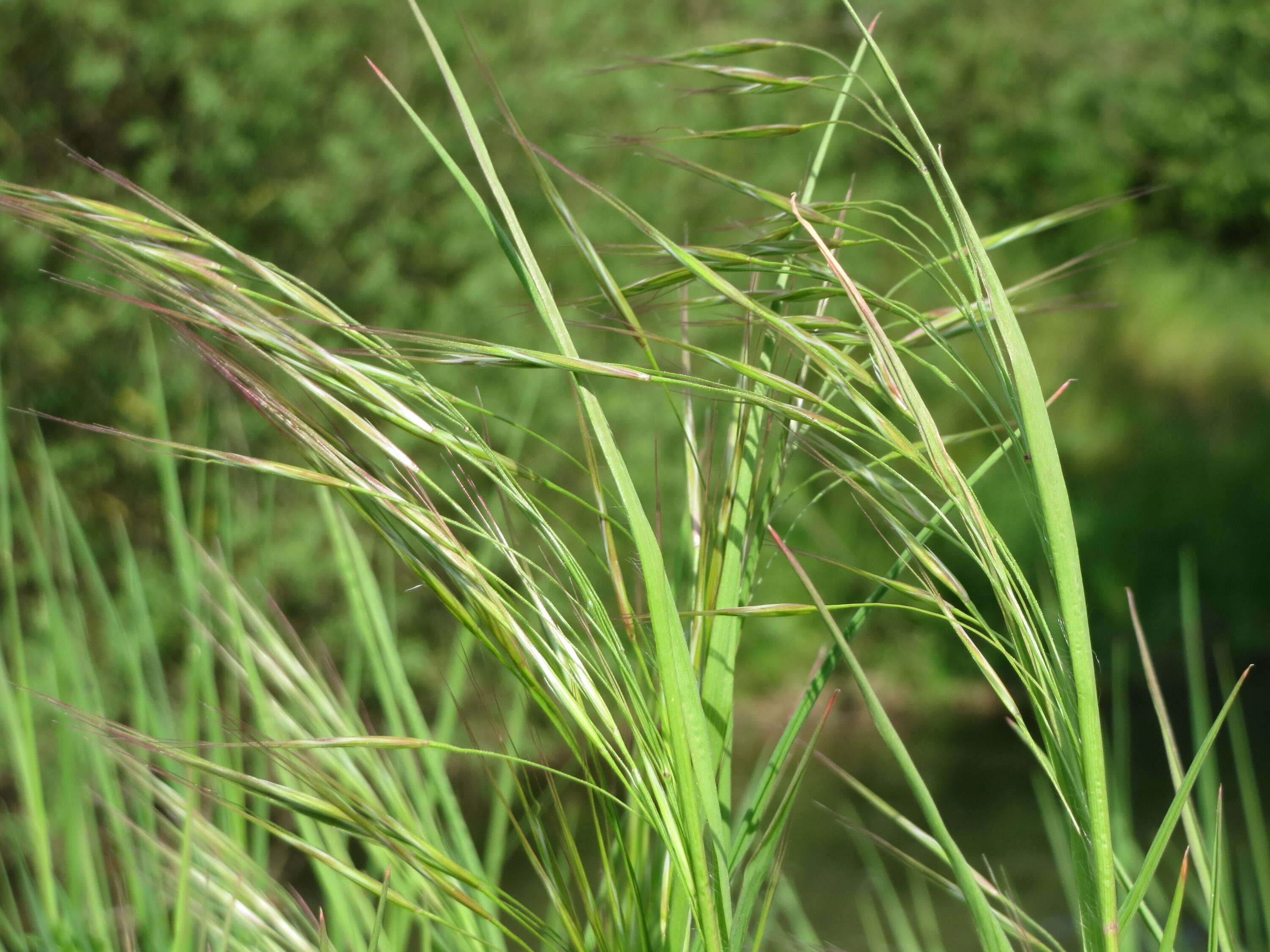 Imagem de Bromus sterilis L.