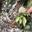 Image of Stelis ornata (Rchb. fil.) Pridgeon & M. W. Chase