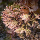 Image of Bossiella frondescens