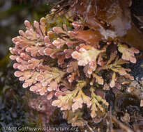 Bossiella frondescens resmi