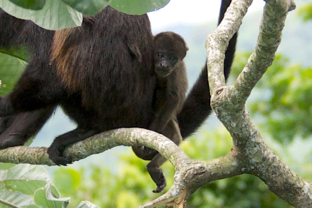 Image of Ecuadorian Mantled Howling Monkey