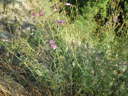 Image of cutleaf beardtongue