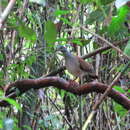 Image of Azuero Dove