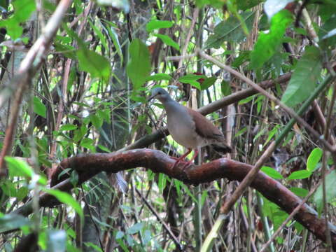 Image of Azuero Dove