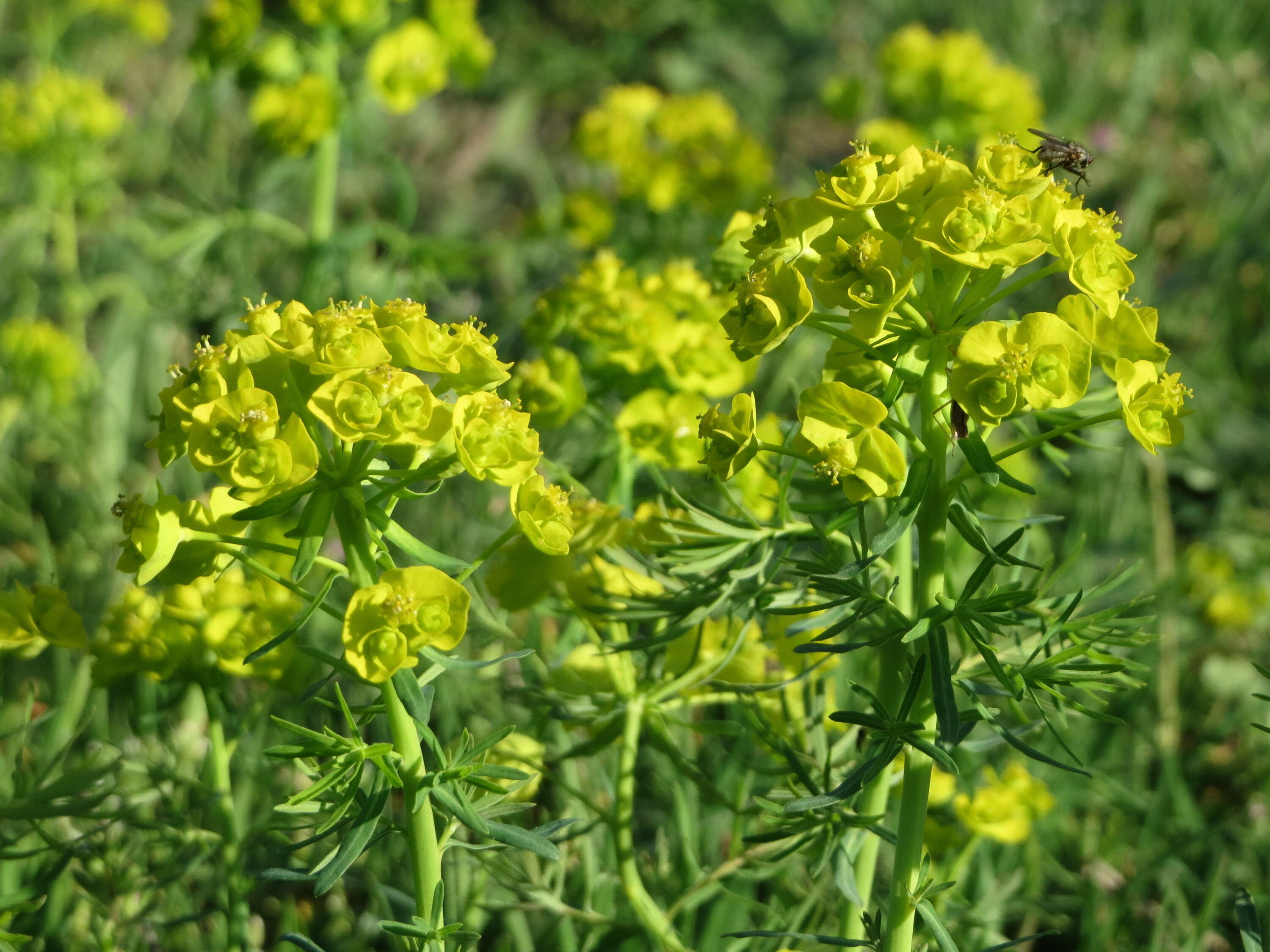 Image of Cypress Spurge