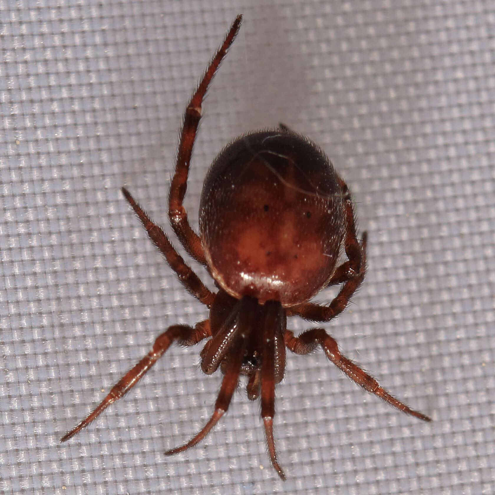 Image of False widow